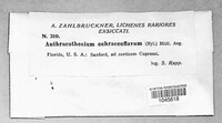 Anthracothecium ochraceoflavum image
